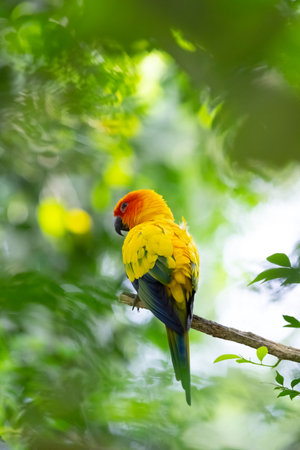 Sun parakeet in the woods.