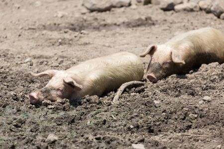 Sleeping pigs in the mudの写真素材