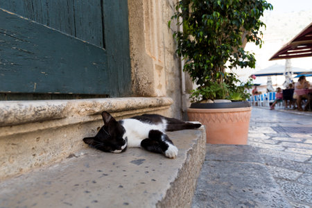 Black and white cat sleeping on the stone step, in Old City of Dubrovnik, Croatia.の写真素材