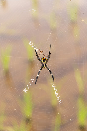 Female spiders are considerably larger than males. The scientific name for this spider is Argiope amoena.の写真素材