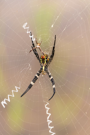 Female spiders are considerably larger than males. The scientific name for this spider is Argiope amoena.の写真素材
