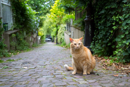 Orange tabby cat sitting on cobblestone slope surrounded by green leaves, Paris, Franceの写真素材