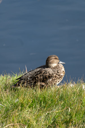 Common teal resting on the shore of a pond. Its scientific name is Anas crecca.の写真素材