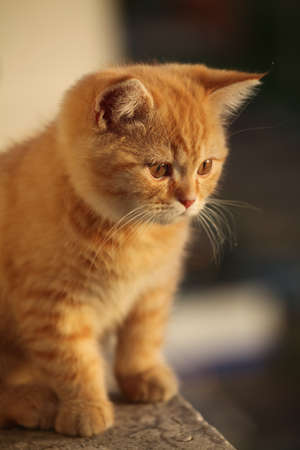 beautifull red small cat breed scotsman on the balcony