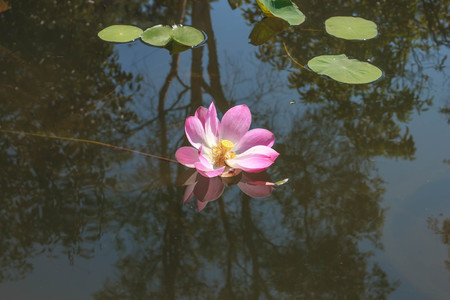 A beautiful waterlily or lotus flower in pond