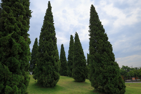 Green pine treesの写真素材
