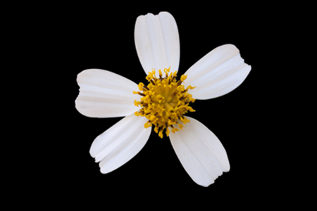 white flower on black backgroundの写真素材