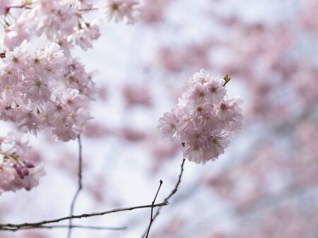 Cherry Blossoms in Nunhead Cemetery, London, England United Kingdomの写真素材