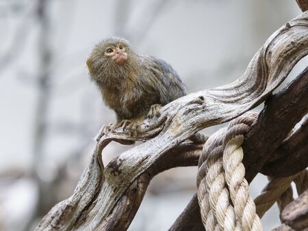 Pygmy Marmoset (Cebuella pygmaea), Natura Artis Magistra, Amsterdam, Netherlands