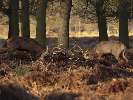 Red Deer (Cervus elaphus), Richmond Park, London Borough of Richmond upon Thames, England, United Kingdomの写真素材