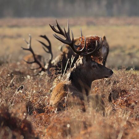 Red Deer (Cervus elaphus), Richmond Park, London Borough of Richmond upon Thames, England, United Kingdomの写真素材