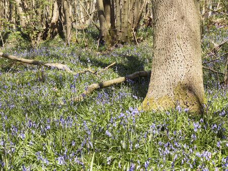 Bluebells in Knole Park, Sevenoaks, Kent, England, United Kingdomの写真素材
