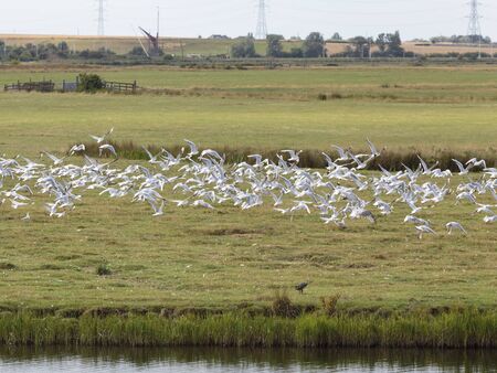 Black-headed gulls (Chroicocephalus ridibundus) in flight, Faversham, England, United Kingdom