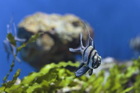 Banggai cardinalfish (Pterapogon kauderni) at the Aquarium in the ZSL London Zooの写真素材
