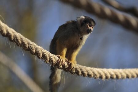 A Black-capped squirrel monkey (Saimiri boliviensis), in the Meet the Monkeys walk-through enclosure...