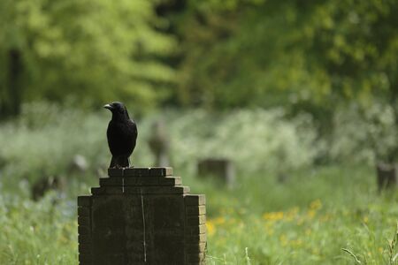 Common raven (Corvus corax) perched on a tombstone, Brompton Cemetery, West Brompton, London,...