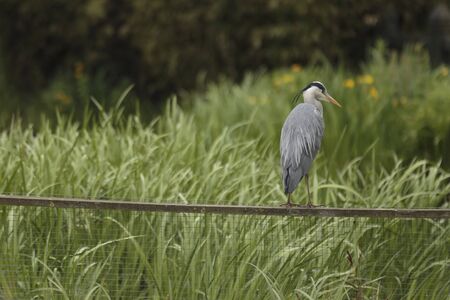A grey heron (Ardea cinerea), Wildfowl and Wetlands Trust, London Wetland Centre, Barnes, London, England, United Kingdomの写真素材