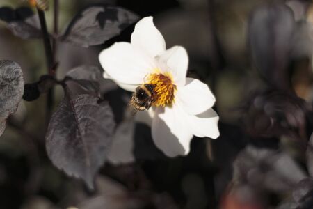 buff-tailed bumblebee (Bombus terrestris) on a white flower, Walled Garden, Fulham Palace, Fulham, London, England, UKの写真素材