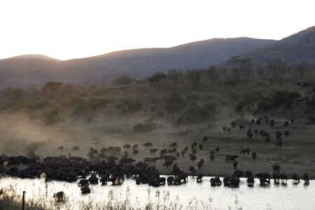 Buffalo Herd, Crocodile River, Kruger National Park, South Africaの写真素材