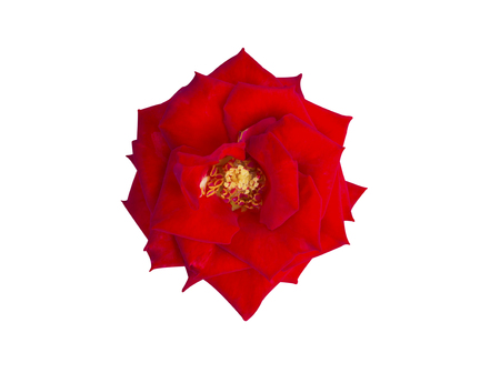 red rose flower isolated on white background with clipping path.の写真素材