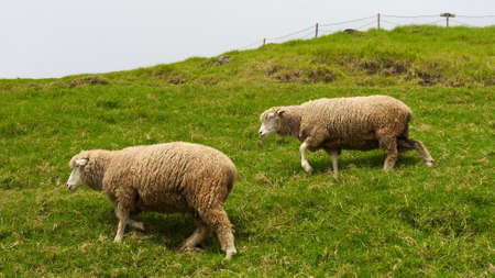 Two woolly Sheep in fieldの写真素材