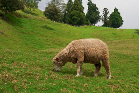Single sheep in the farmの写真素材