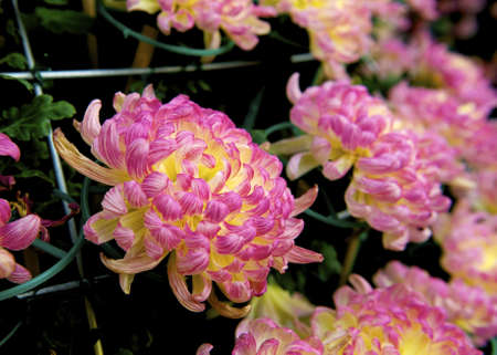 Pink chrysanthemum close up in the gardenの写真素材