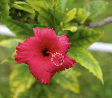 hibiscus flower is a flower of loveの写真素材