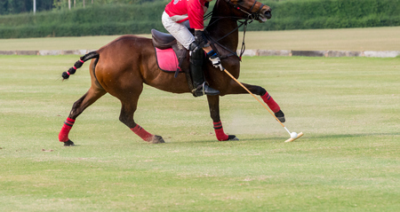 Polo horse player use the mallet hit a polo ball.の写真素材