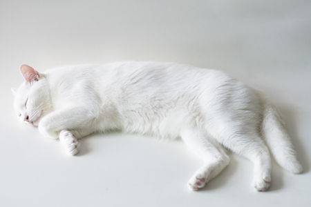 The white cat sleeps in front of the chest.の写真素材