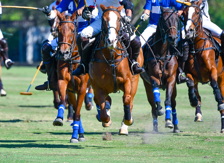 Selective Focus Horse Running in Horse Polo Match.の写真素材