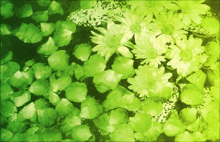 Innocence in Nature Painted Flowers Art Abstractの写真素材