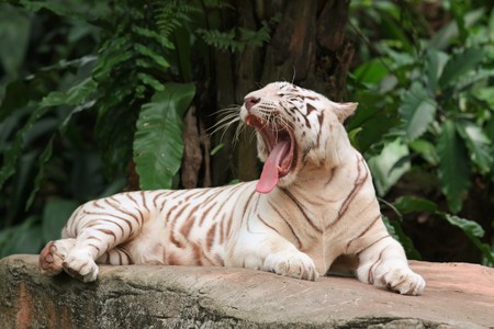 Candid Funny Cute Animal Shot of White Tigerの写真素材