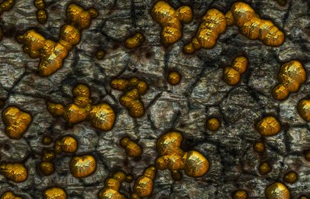 Gold Vein Showing Nuggets in the Stoneの写真素材