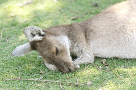 Kangaroo Animal in the Wild at Australiaの写真素材