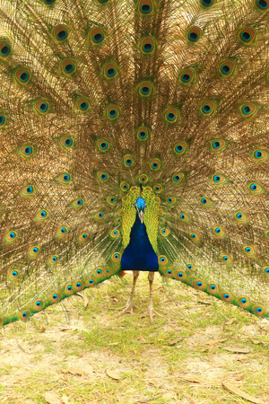 Peacock with Full Plumage Open and Colorfulの写真素材