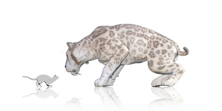 Cat Sabretooth Reflection Staring At Each Otherの写真素材