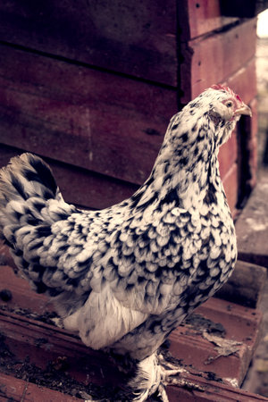 country rooster