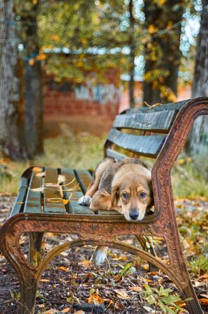 Homeless brown puppy lying in autumn on a bench in the streetの写真素材
