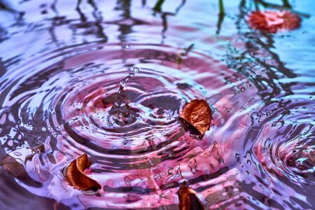 Raindrops fall on the surface of the water. The circles from the raindrops on the water surface. Abstract color background of circles on the water and falling drops.の写真素材