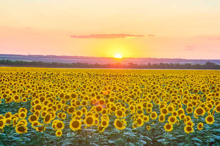 Field of blooming sunflowers on the background of the setting sun, space for text