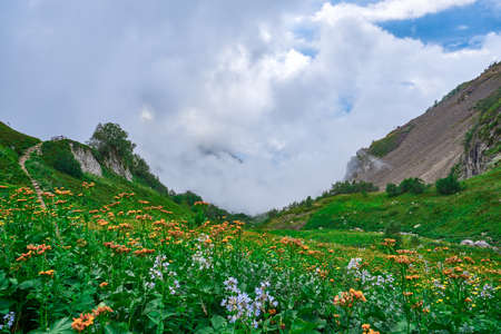 High-altitude landscape with rising fog and clouds from the lowlands, Alpine grasses and orange flowers growing on the slope. Mountain Hiking.の写真素材