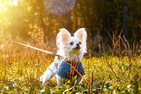 White Chihuahua dog sitting on the grass in the autumn sunny forest in the sunlight. A pet on a walk in the autumn forest.の写真素材
