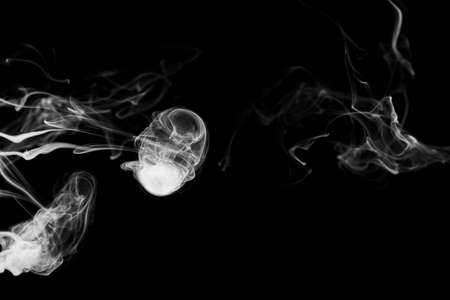 Clouds of white smoke on a black background, movement of smoke on a black background, clouds of smoke in the shape of a jellyfish, smoky background, abstract smokeの写真素材