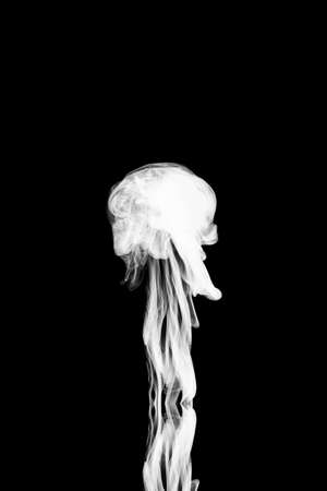 Clouds of white smoke on a black background, movement of smoke on a black background, clouds of smoke in the shape of a jellyfish, smoky background, abstract smokeの写真素材