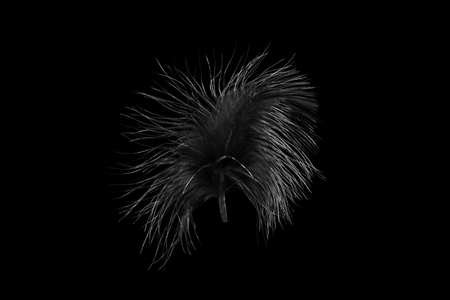Black bird's feather isolated on black background, abstract backgroundの写真素材