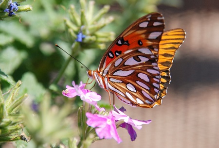 Gulf Fritilary Butterflyの写真素材