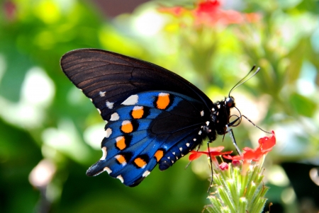 Pipevine Swallowtail Butterflyの写真素材