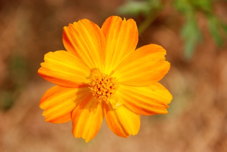 Orange Flowerの写真素材
