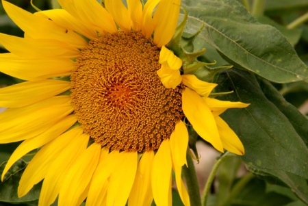 Sun Flowerの写真素材